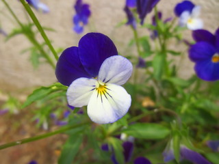 blue flowers on a background