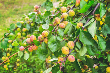 the branch of an apricot tree with fruits of apricots in the garden. branches with apricots close-up. background with apricot trees.