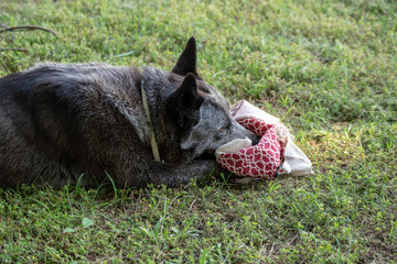 This pretty adult blue heeler is a blanket sucker. She was most likely weaned from her mother too young. No need to seek professional veterinary care. It is considered normal. Bokeh effect.