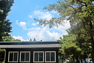 하늘 과 나무가지