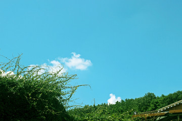 하늘 과 나무가지잎