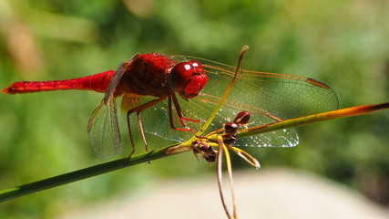 a cute red dragonfly