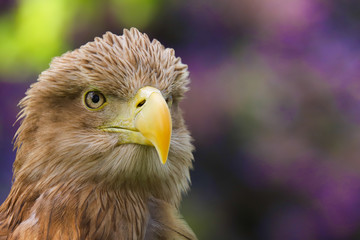 Close up head and shoulders of a magnificent White Tailed Sea Eagle (Haliaeetus albicilla) bird of prey