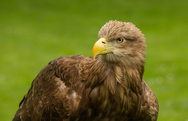 Close up head and shoulders of a magnificent White Tailed Sea Eagle (Haliaeetus albicilla) bird of prey