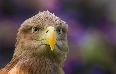 Close up head and shoulders of a magnificent White Tailed Sea Eagle (Haliaeetus albicilla) bird of prey