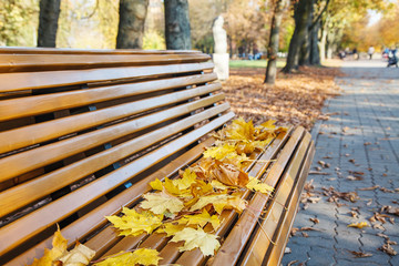garden bench with yellow leaves in autumn