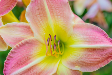 Fototapeta na wymiar Closeup of pink and yellow lily