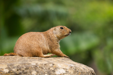 Naklejka na ściany i meble Prairie Dog (Cynomys ludovicianus) sitting on a rock as lookout in the summer sunshine