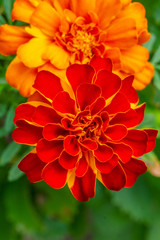 Closeup of orange marigolds in garden