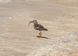 Saint Vincent and the Grenadines, Tobago Cays, Ruddy turnstone with seaweed 