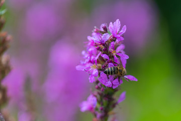 Bee on a shining  flower