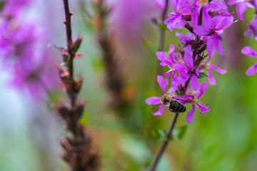 Bee on a shining  flower