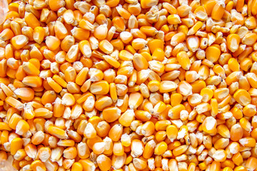 close up of corn seeds can be use as background