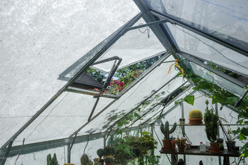 Greenhouses greenhouses glass seedlings of flowers and plants the nature of the greenery growing flora for planting