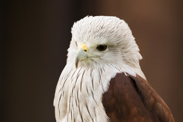 Close up head and shoulders portrait of a Brahminy Kite (haliastur indus) bird of prey isolated against a black background