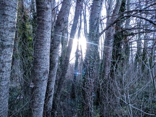 Bosques en las sierras