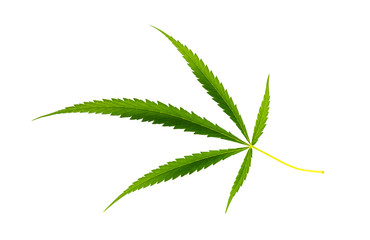 Fresh green Cannabis leaf on white background