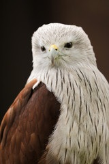 Close up head and shoulders portrait of a Brahminy Kite (haliastur indus) bird of prey isolated against a black background