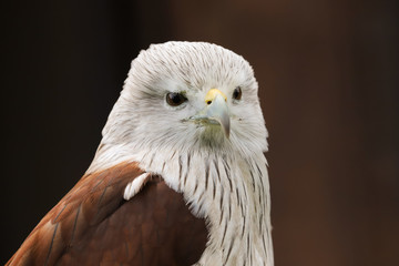 Close up head and shoulders portrait of a Brahminy Kite (haliastur indus) bird of prey isolated against a black background