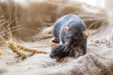  mom rat and her baby