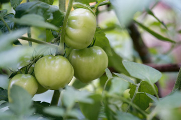 tomates vertes