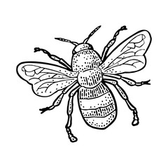 Bee flying. Isolated vector illustration on white background. Honey bee.