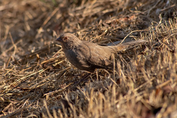 California Towhee Bird in Brown Scrub