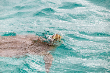 Saint Vincent and the Grenadines, green turtle, Tobago Cays