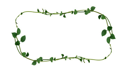 Nature frame layout of heart shaped green succulent leaves vine plant Malabar spinach or Climbing...