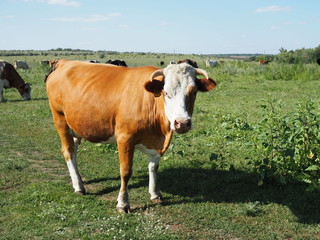 Fototapeta na wymiar A herd of cows grazing in a meadow Sunny day
