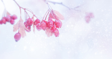 Winter tender magic forest tale. Pink and purple bright berries in a snowy park. Winter and autumn concept. Free space for text.