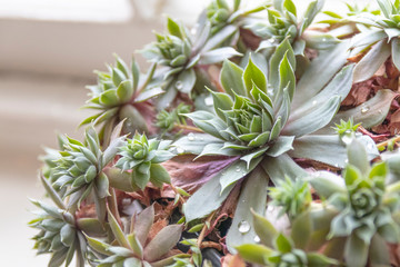 Soft natural view of Sempervivum "Hen and Chicks" succulent plant, with fresh water droplets
