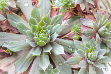 Soft natural view of Sempervivum "Hen and Chicks" succulent plant, with fresh water droplets