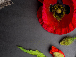 Bouquet of red poppies on a black background. Wild flowers. Copy space