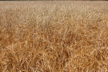 Beautiful field of cereals (wheat, barley, oats) dried and golden by the sun. Space to insert your text.