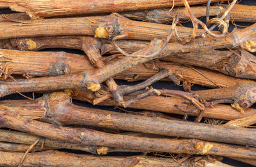 Vine shoot texture (collection of vegetable and natural fibers). Branches. Foreground.