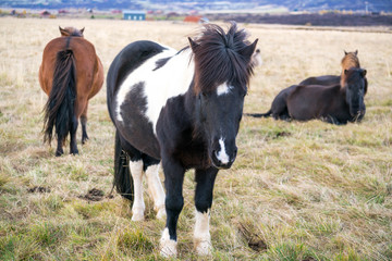 Icelandic Horses on Farm