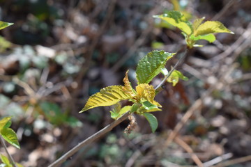 junges Blatt - Frühlingserwachen im Wald