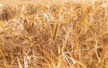 Beautiful field of cereals (wheat, barley, oats) dried and golden by the sun. Space to insert your text.