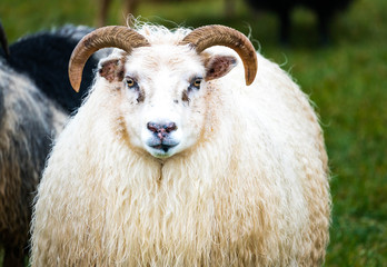 Portrait of Horned Sheep