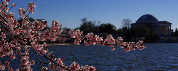 Washington DC Cherry Blossom