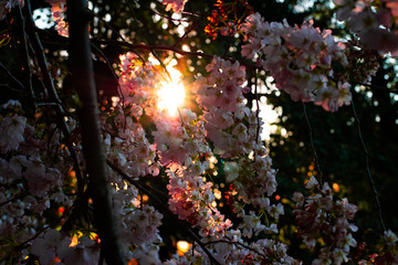 Evening Cherry Blossom