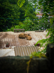 아침잠 많은 고양이