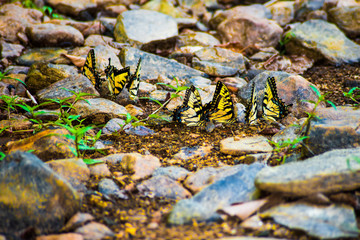 Butterfly Group