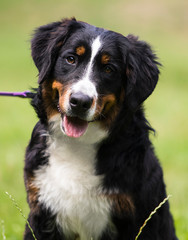 bernese mountain dog on grass in summer