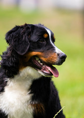 bernese mountain dog on grass in summer