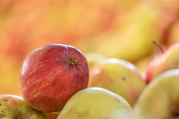Some Ripe fall apples against glowing blurred background in season autumn