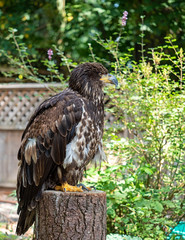 Juvenile Bald eagle sitting on a tree stump surveying the scenery of a backyard
