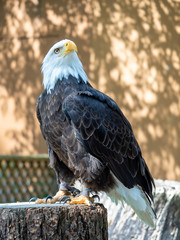 Mature Bald eagle standing poised looking up into the air 