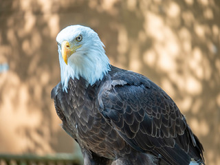 Mature bald eagle with an intense gaze staring down its prey 